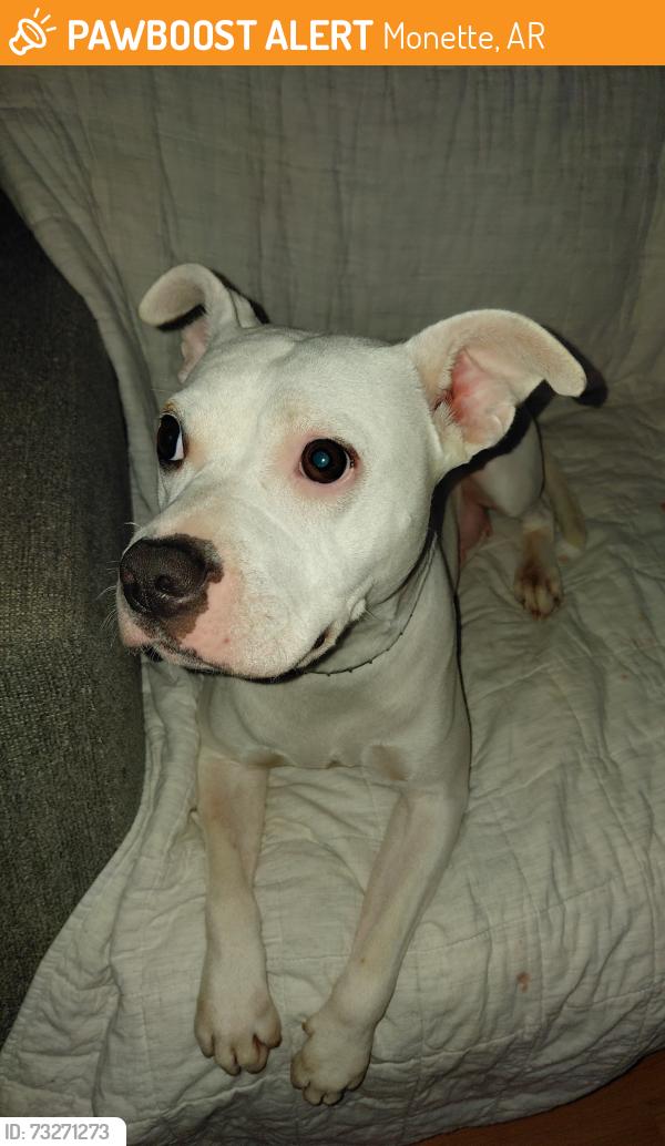 Found/Stray Female Dog last seen Monette, Monette, AR 72447