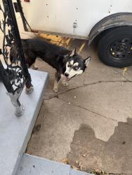 Found/Stray Unknown Dog last seen Near and Harvard, Tulsa, OK 74114