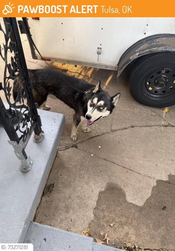 Found/Stray Unknown Dog last seen Near and Harvard, Tulsa, OK 74114