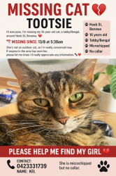Lost Female Cat last seen Sapium Road, Ashmore QLD, Benowa, QLD 4217