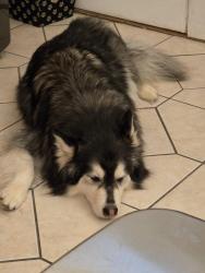 Reunited Male Dog last seen Walgreens Walmart south, Cleveland, TN 37323