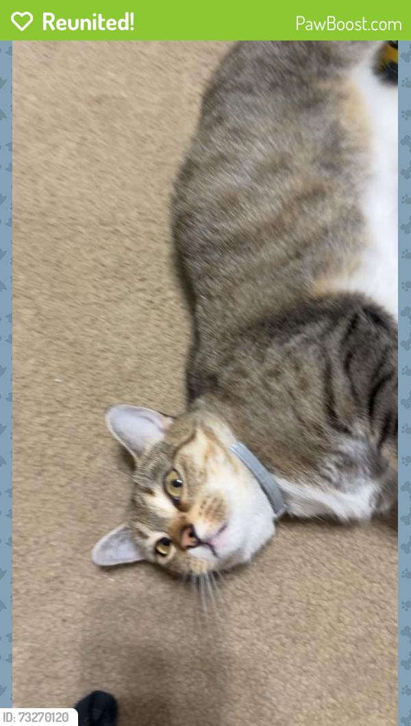 Reunited Female Cat last seen Wisan court, Smyrna, TN 37167