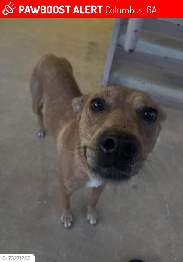 Lost Female Dog last seen Independence place apmts, Columbus, GA 31907