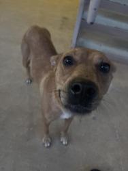 Lost Female Dog last seen Independence place apmts, Columbus, GA 31907