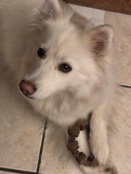 Reunited Female Dog last seen Walgreens Walmart south, Cleveland, TN 37323