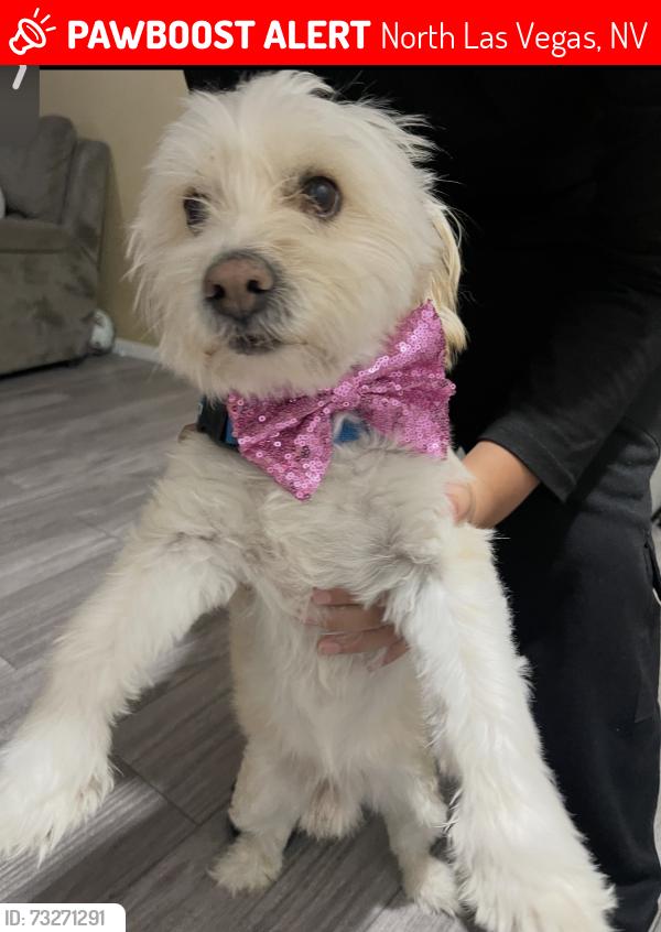 Lost Male Dog last seen Casper sands ct, North Las Vegas, NV 89031