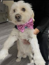 Lost Male Dog last seen Casper sands ct, North Las Vegas, NV 89031