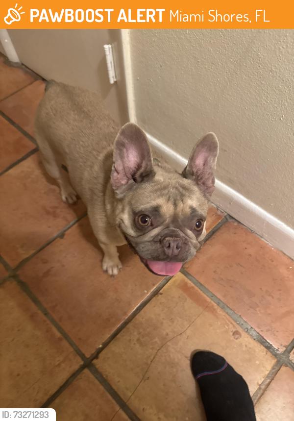 Found/Stray Female Dog last seen 91st street miami shores, Miami Shores, FL 33138