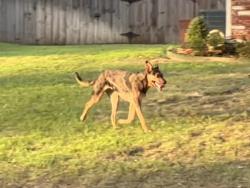 Found/Stray Unknown Dog last seen E 76th Street and South Hudson Ave, Tulsa, OK 74136