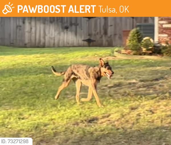 Found/Stray Unknown Dog last seen E 76th Street and South Hudson Ave, Tulsa, OK 74136