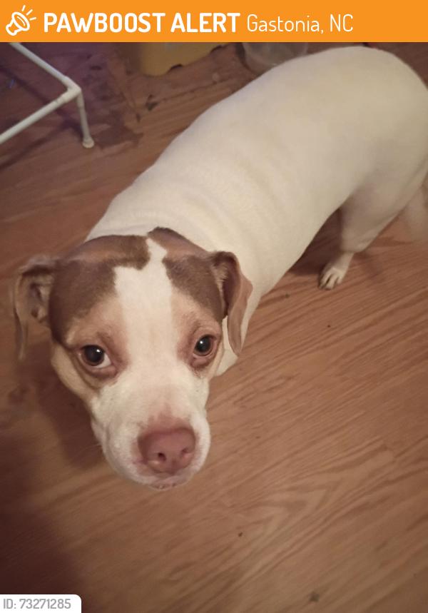 Found/Stray Female Dog last seen Cornerstone store lewis reld., Gastonia, NC 28052