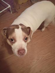 Found/Stray Female Dog last seen Cornerstone store lewis reld., Gastonia, NC 28052
