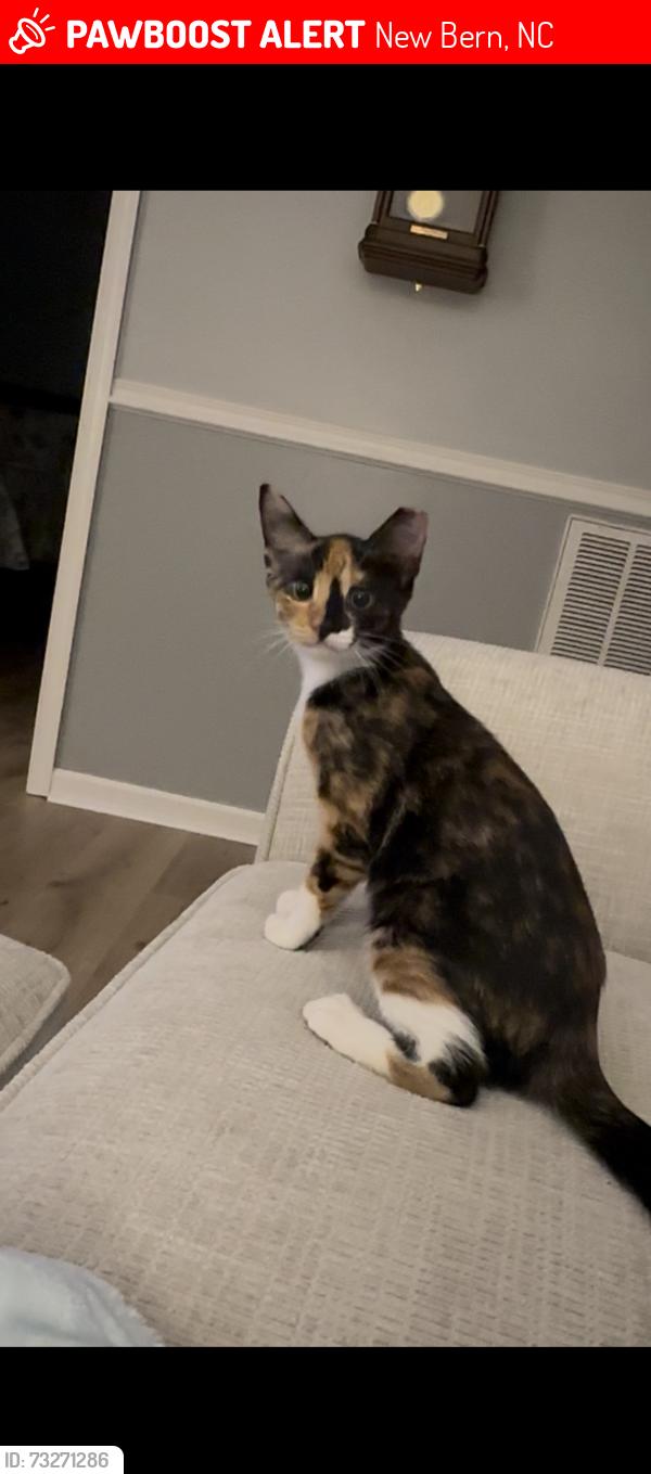 Lost Female Cat last seen Old Cherry pt rd and Rivershore Drive New Bern, New Bern, NC 28560