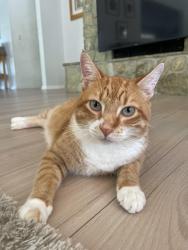 Lost Male Cat last seen Cypress Trails, Spanish Moss E Rd and Cypress Edge rd, Wellington, FL 33467
