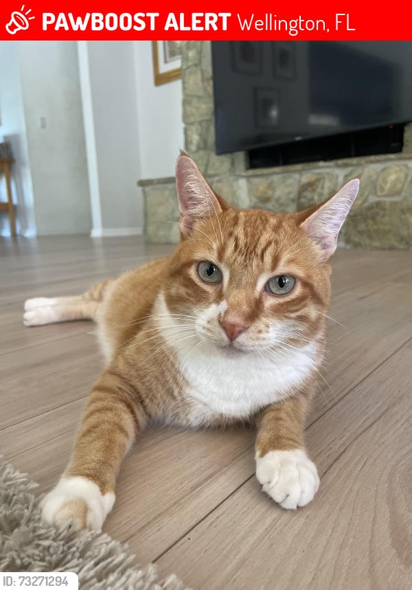 Lost Male Cat last seen Cypress Trails, Spanish Moss E Rd and Cypress Edge rd, Wellington, FL 33467