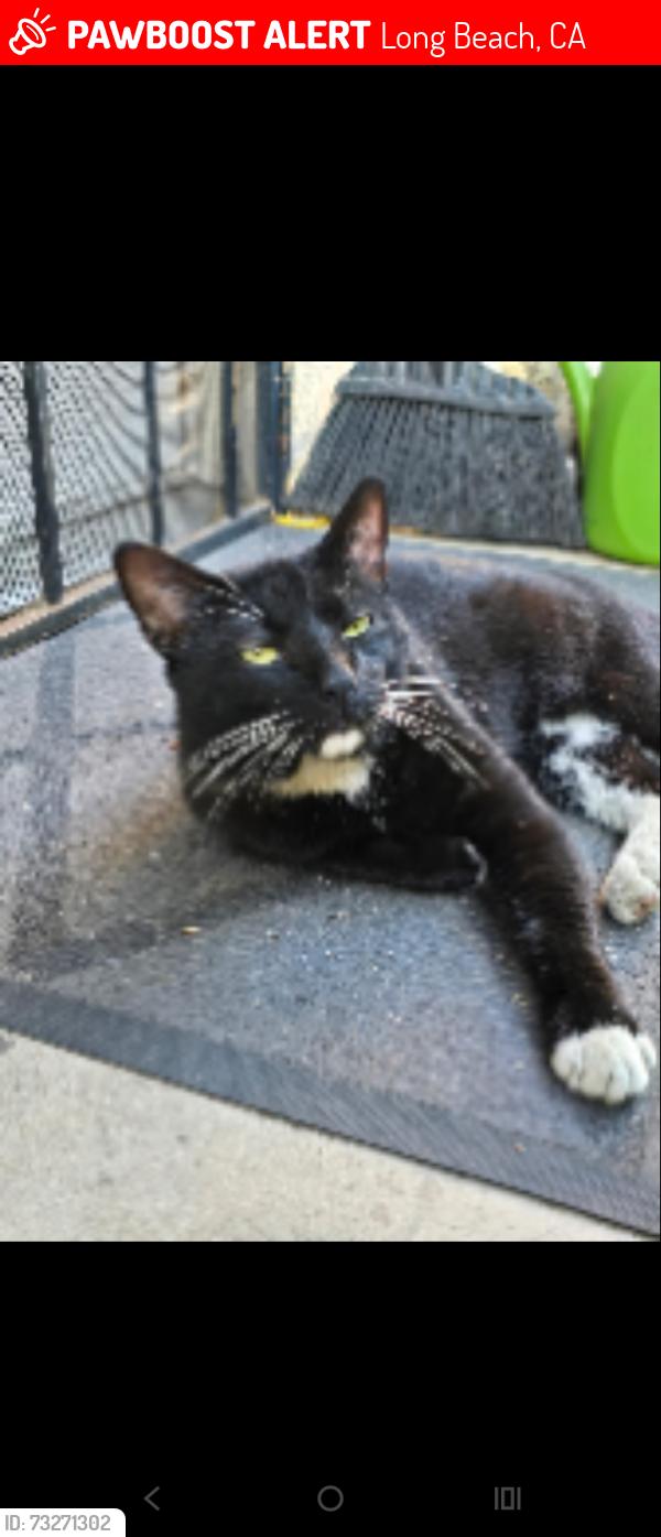 Lost Male Cat last seen Chestnut and 6th St., Long Beach, CA 90831