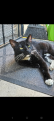 Lost Male Cat last seen Chestnut and 6th St., Long Beach, CA 90831