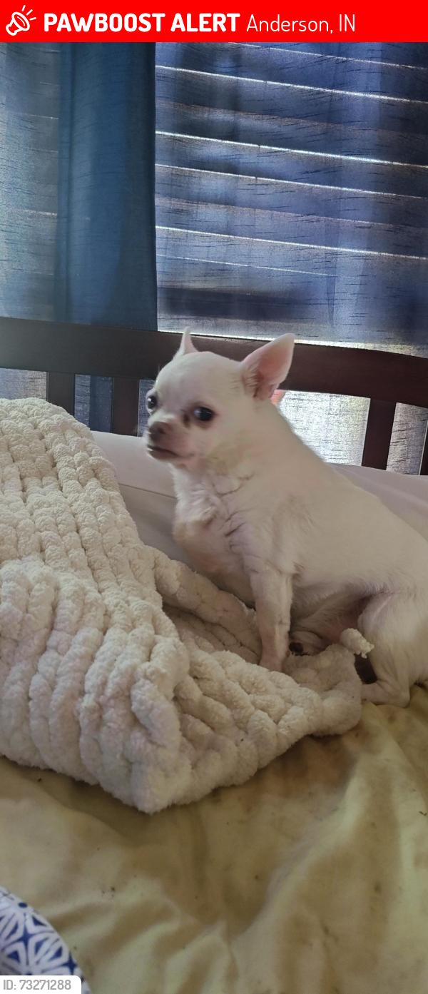 Lost Male Dog last seen 19th and Fletcher, Anderson, IN 46016