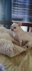 Lost Male Dog last seen 19th and Fletcher, Anderson, IN 46016