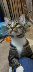 Lost Male Cat last seen Manzanita Dr., Orinda, Orinda, CA 94563