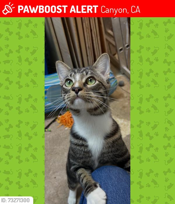 Lost Male Cat last seen Manzanita Dr., Orinda, Orinda, CA 94563