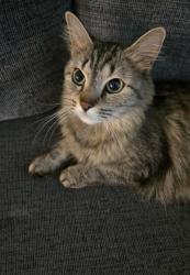 Reunited Female Cat last seen Edison plaza dr, by nickle plate district fishers, Fishers, IN 46038