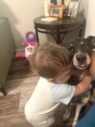 Lost Male Dog last seen New York and Sherman, Indianapolis, IN 46201