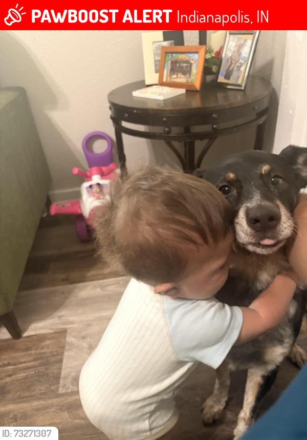 Lost Male Dog last seen New York and Sherman, Indianapolis, IN 46201