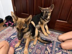 Found/Stray Female Dog last seen Olson Ct, McLean, VA 22102