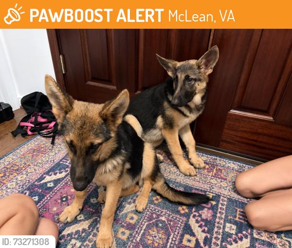 Found/Stray Female Dog last seen Olson Ct, McLean, VA 22102