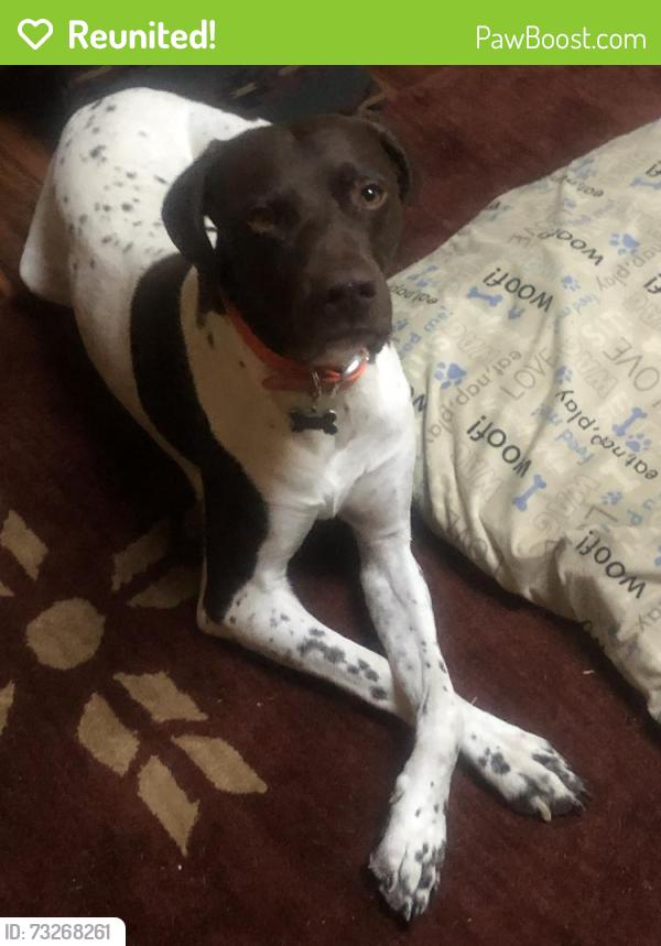 Reunited Male Dog last seen High Drive and High Lane, Morrison, CO 80465