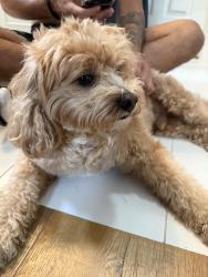 Reunited Male Dog last seen Winchester, San Jose, CA 95128