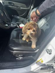 Reunited Male Dog last seen Neal Ave & Winchester in West San Jose, San Jose, CA 95128