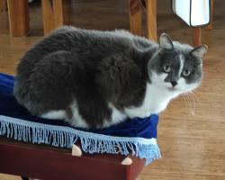 Reunited Female Cat last seen Norman Rd, Croydon, VIC 3136
