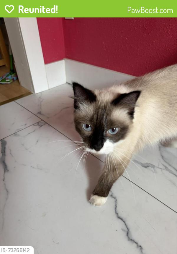 Reunited Unknown Cat last seen Near 18th Avenue, Longview Washington 98632-1404, Longview, WA 98632