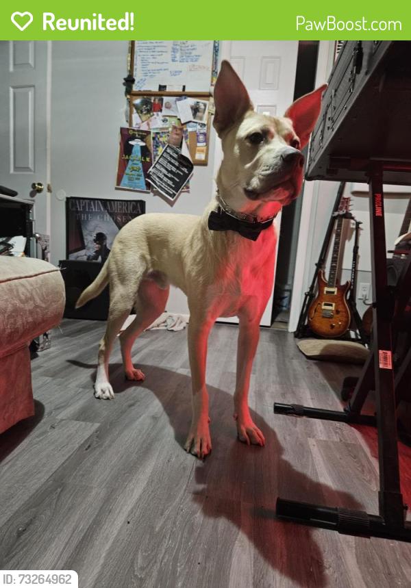 Reunited Male Dog last seen Race & 16th, Denver, CO 80218