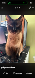 Lost Male Cat last seen Lydell Street & Hoffler Street, Syracuse, NY 13204