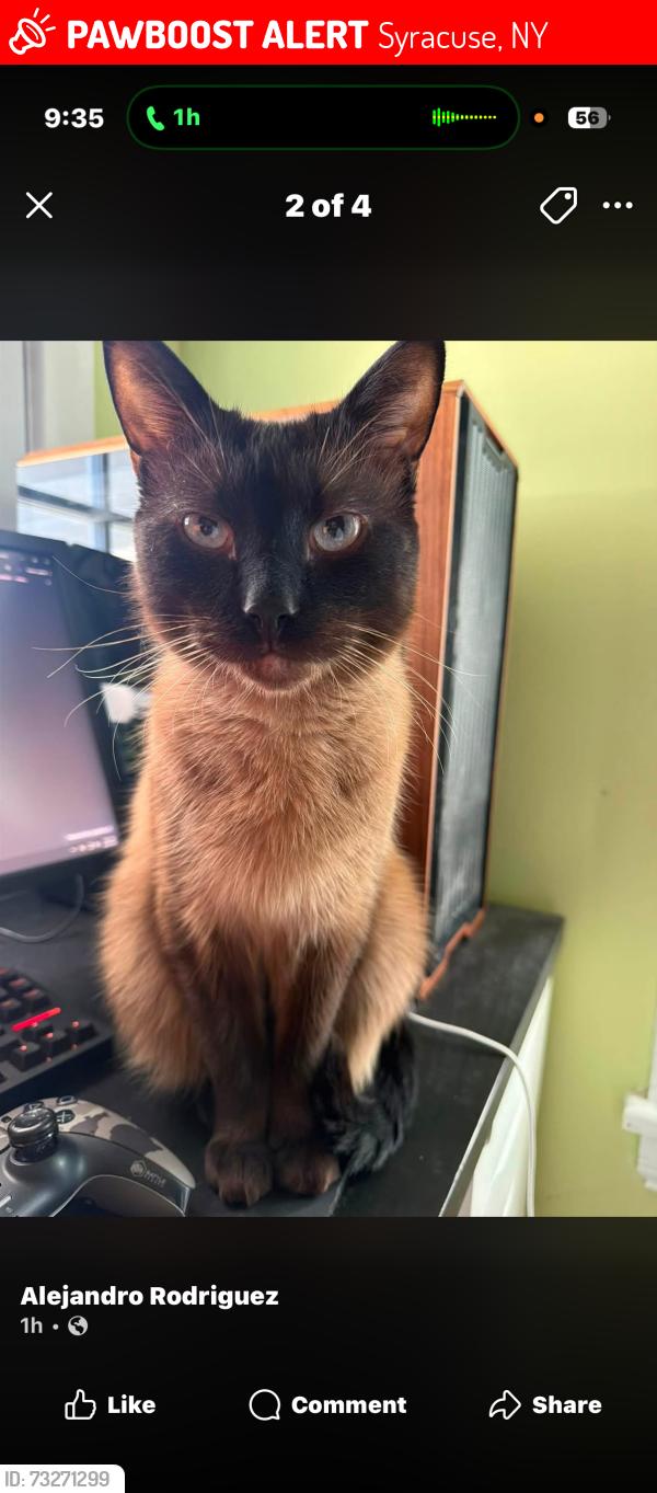 Lost Male Cat last seen Lydell Street & Hoffler Street, Syracuse, NY 13204
