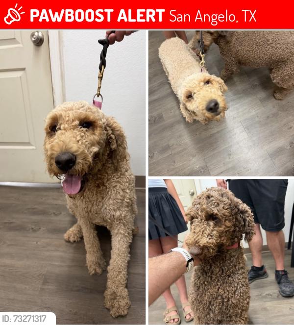 Lost Female Dog last seen Arden road near upper Bluffs, San Angelo, TX 76901