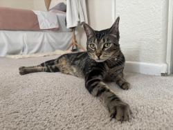 Reunited Male Cat last seen camino magnifico, San Marcos, CA 92069
