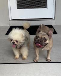 Found/Stray Female Dog last seen 91st and 5th Ave Miami Shores, Miami Shores, FL 33138