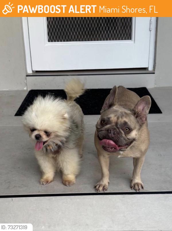 Found/Stray Female Dog last seen 91st and 5th Ave Miami Shores, Miami Shores, FL 33138