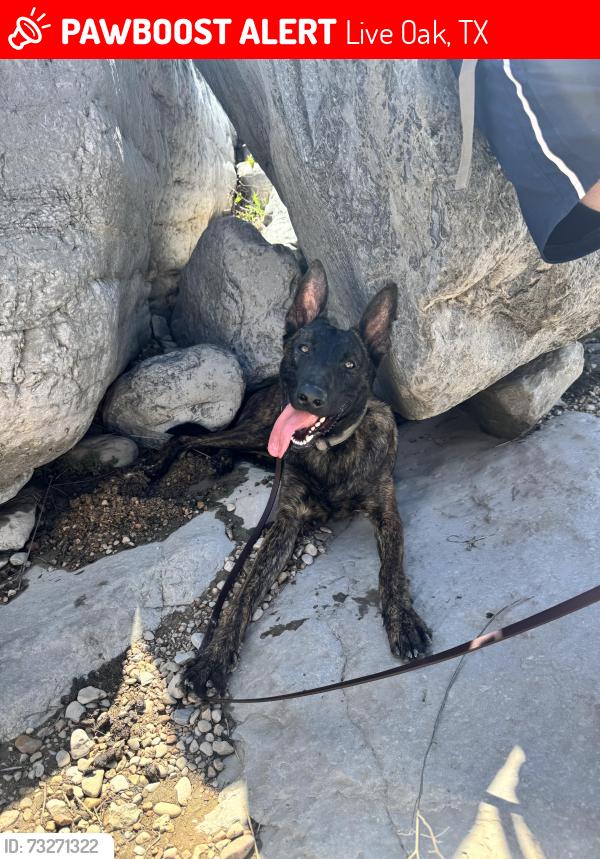 Lost Male Dog last seen Back yard in home in live oak, Live Oak, TX 78233