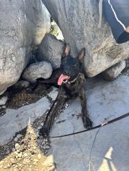 Lost Male Dog last seen Back yard in home in live oak, Live Oak, TX 78233
