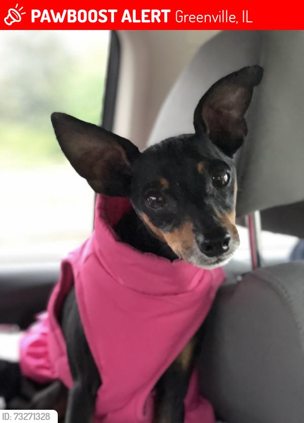 Lost Female Dog last seen Governor Bond lake, Greenville, IL 62246