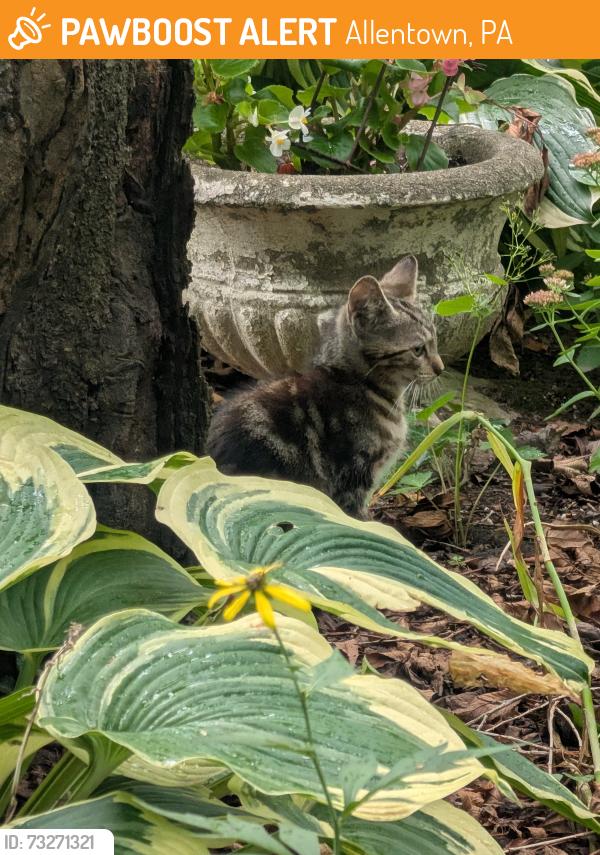 Found/Stray Unknown Cat last seen Woodlawn St., Allentown, PA 18104