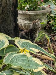 Found/Stray Unknown Cat last seen Woodlawn St., Allentown, PA 18104