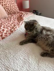 Lost Male Cat last seen 31st and 8 Ave North, Great Falls, MT 59401