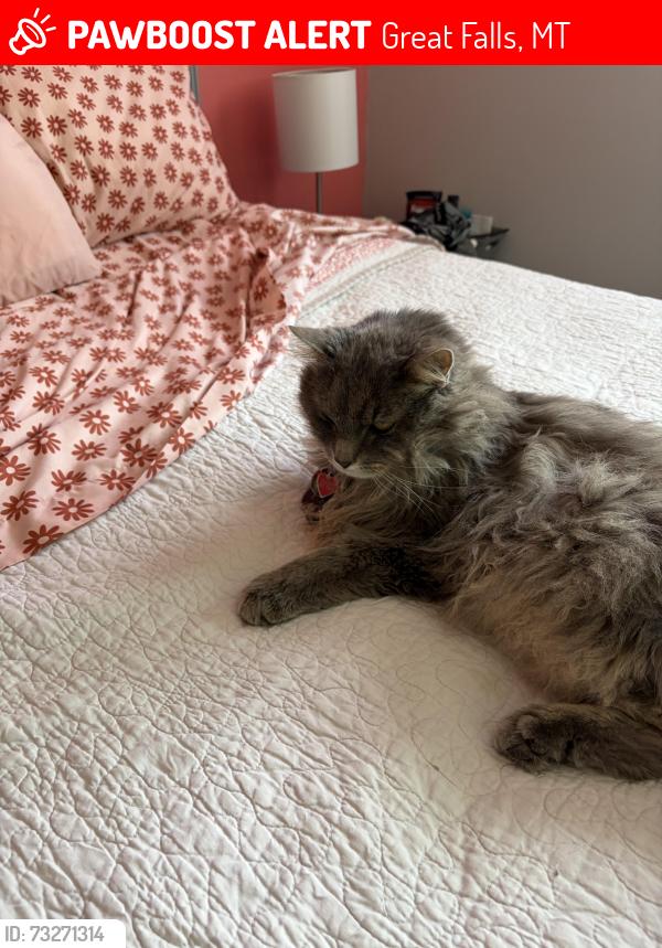 Lost Male Cat last seen 31st and 8 Ave North, Great Falls, MT 59401