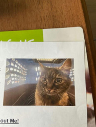 Lost Female Cat last seen Jubilee, Lacey, WA 98516
